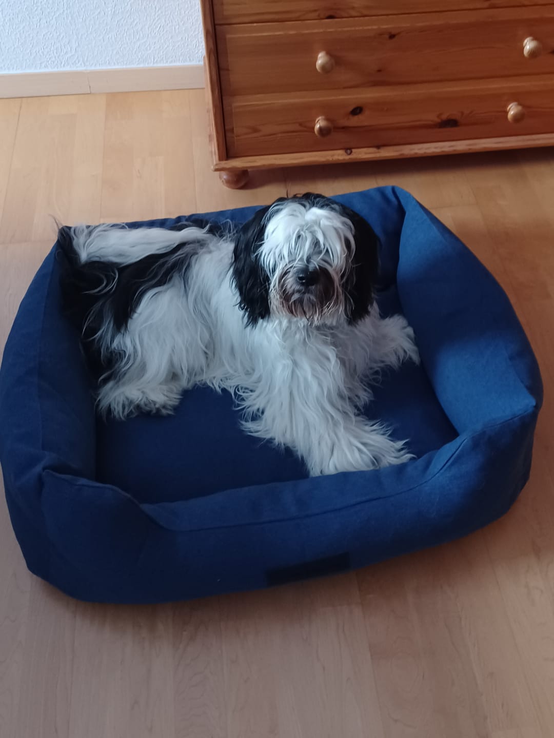 Customer photo review of Orthopädische Hunde Couch