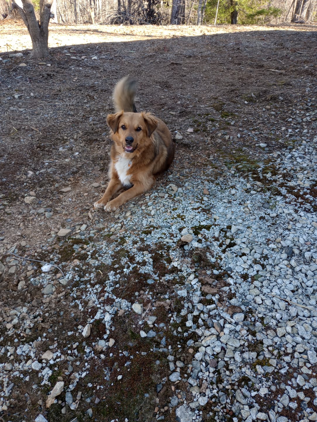 Customer photo review of GCP Flea & Tick Natural Defense for Dogs - 100 Soft Chews