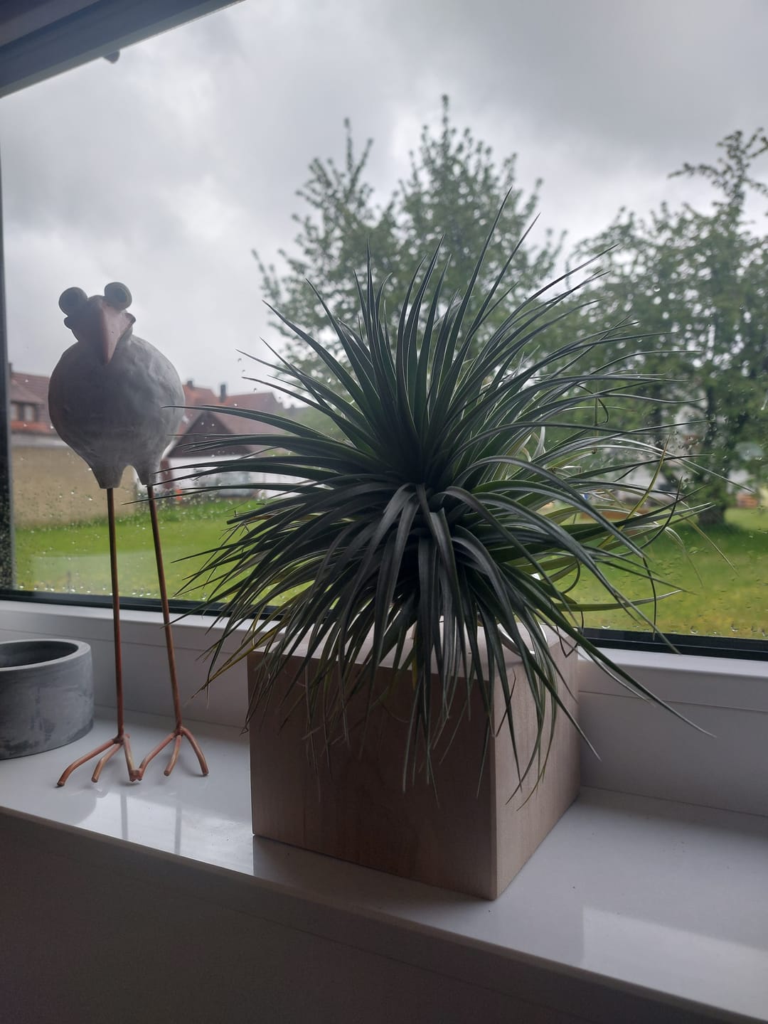 Customer photo review of Tilly Xylo - Gigant