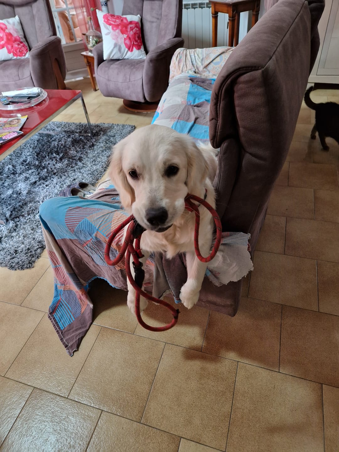 Customer photo review of Croquettes de volaille riches en ingrédients frais (chiot)