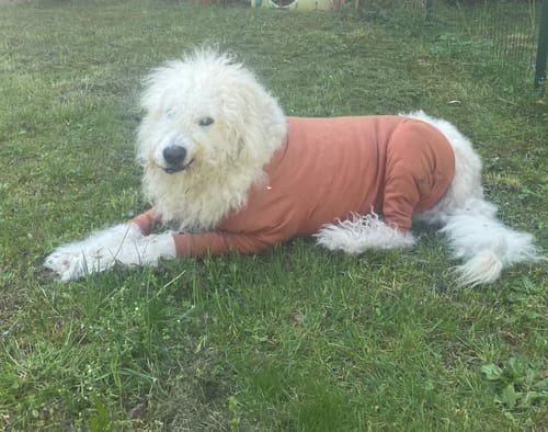 Customer photo review of Body Completo dermatite