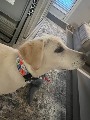 Customer photo review of Liberty Buckle Collar