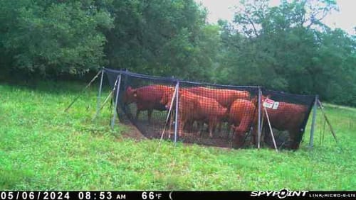 Customer photo review of Pig Brig Trap System