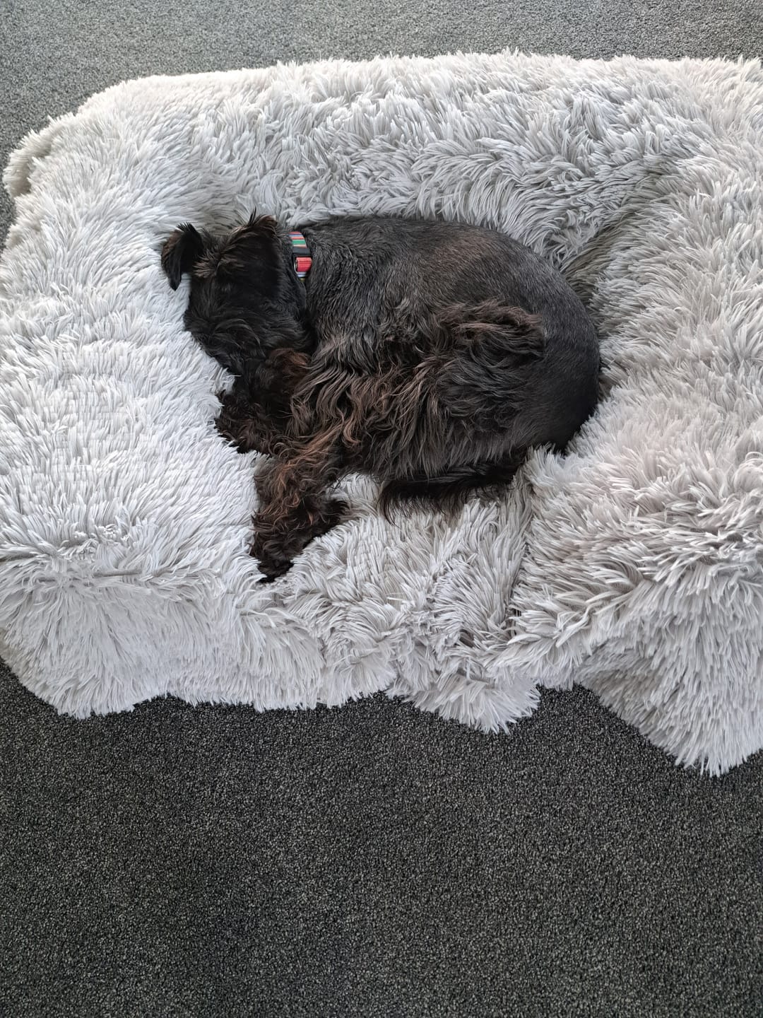 Customer photo review of Matching Calming Blanket