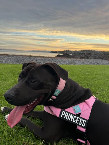 Customer photo review of Dog Lovers Pack