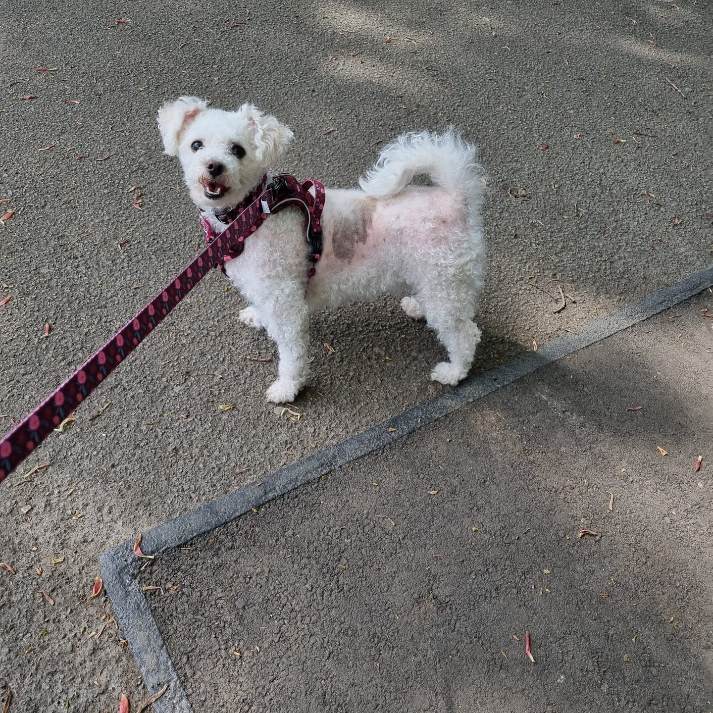 Customer photo review of Collar - Mable's Meadow