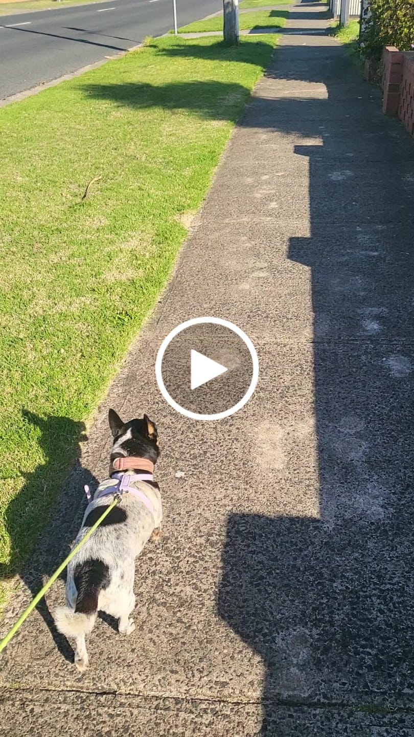 Customer video review of HARNESS - Lilac