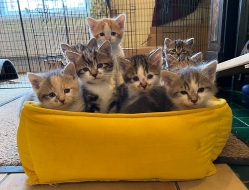 Customer photo review of Canagan Chicken Kitten Pouches