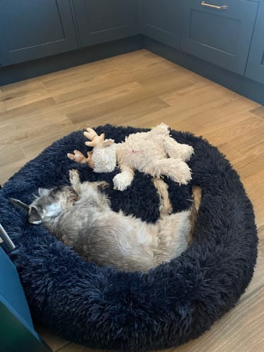 Customer photo review of Calming Donut Bed - Frenchie Blue