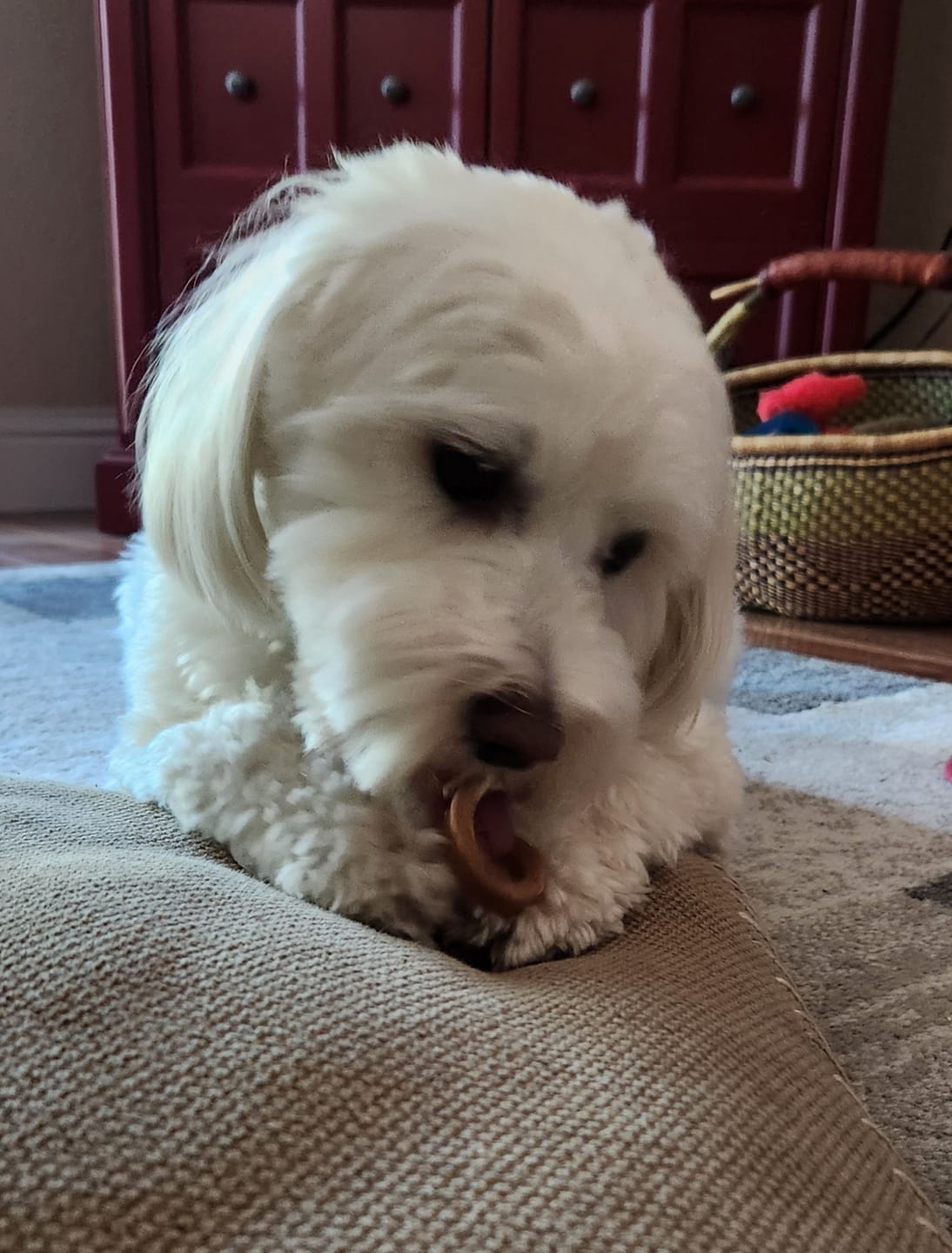 Customer photo review of Bully Stick Springs 7-8"