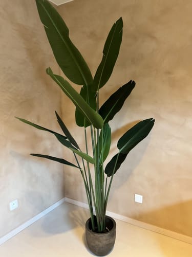 Customer photo review of Kunst Bananenplant Serie A 210cm