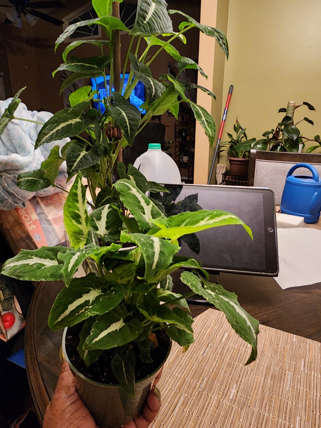 Customer photo review of Syngonium wendlandii