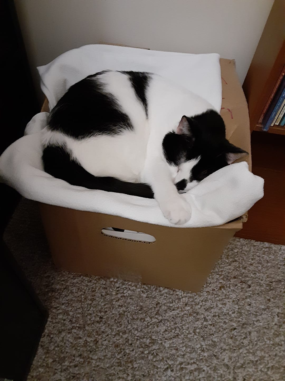 Customer photo review of Royal Canin Veterinary Diet - Urinary SO + Calm Dry Cat Food