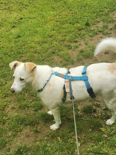 Customer photo review of Comfort Sicherheitsgeschirr, Panikgeschirr