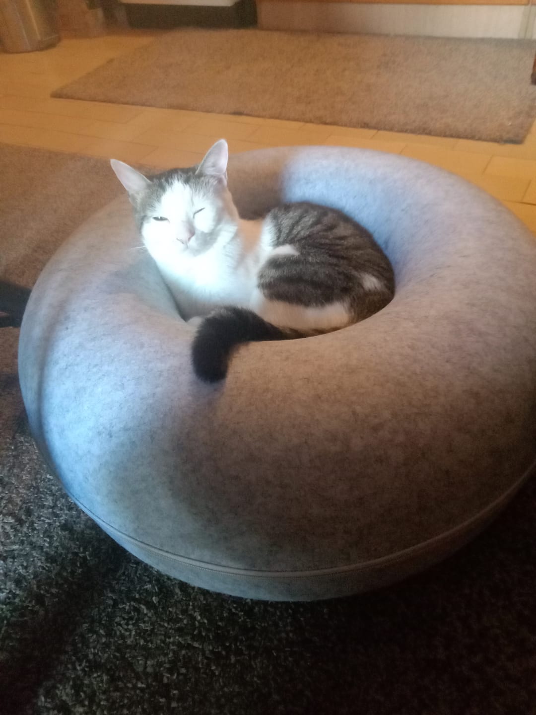 Customer photo review of Tunel Krevet za Mačke