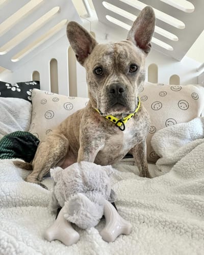 Customer photo review of Knuckleheads 2-in-1 Toy