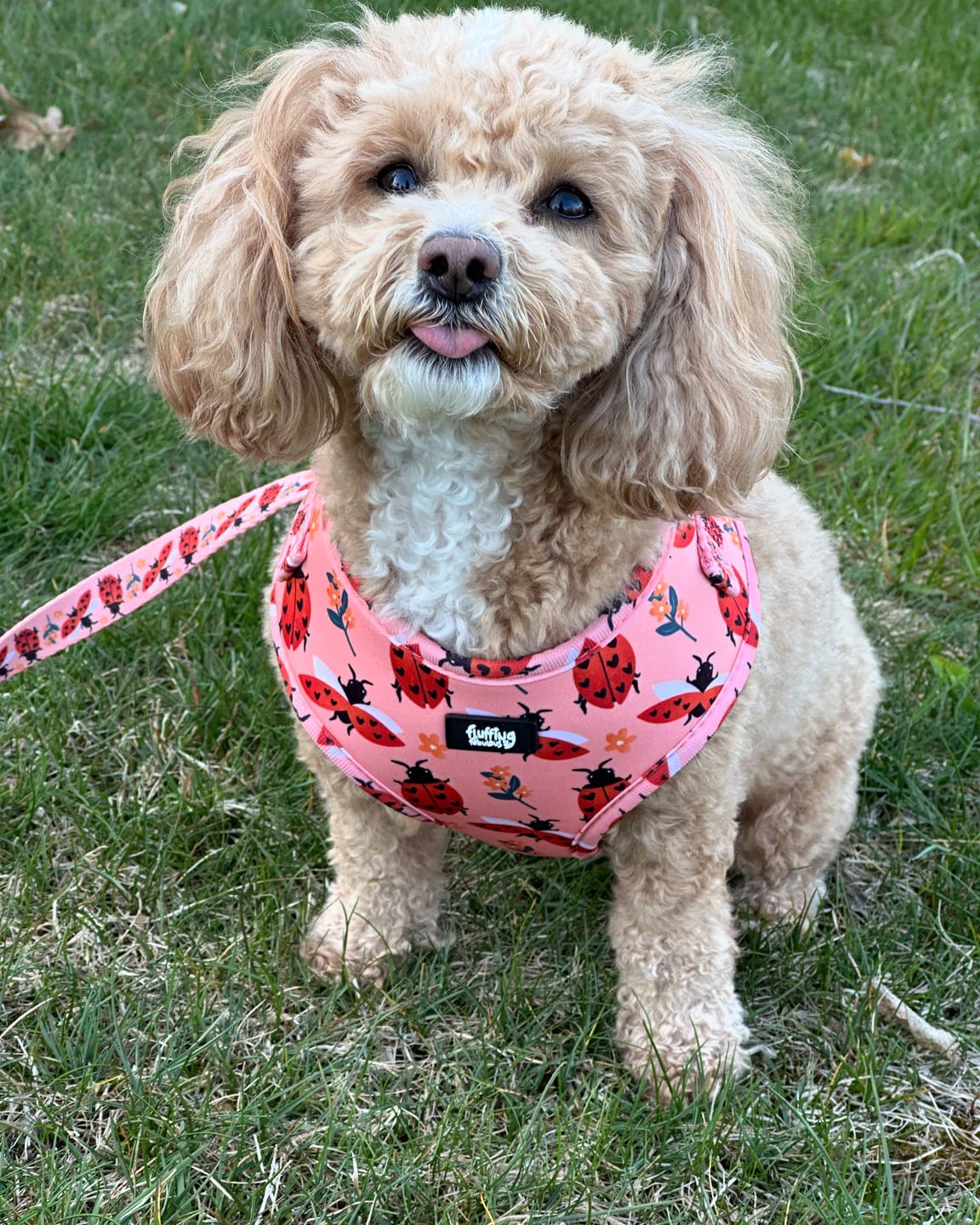 Customer photo review of Adjustable Dog Harness - Snug As A Lady Bug