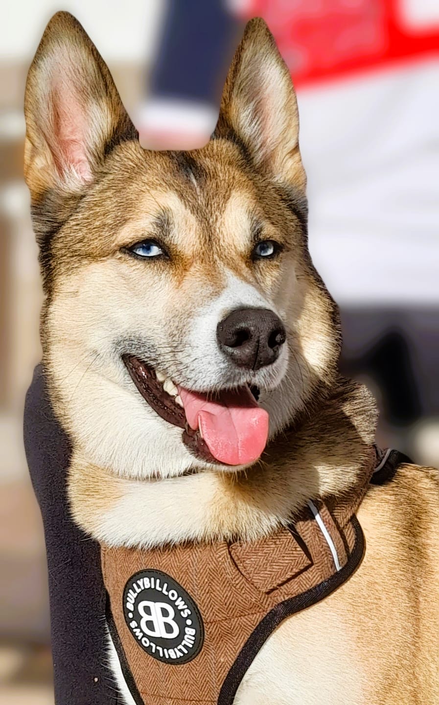 Customer photo review of Premium Comfort Tweed Harness | Non Restrictive & Adjustable - Classic Tan
