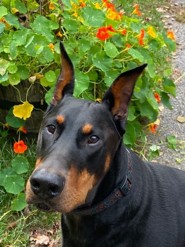 Customer photo review of Freezball - Durable Fillable Dog Chew Bone