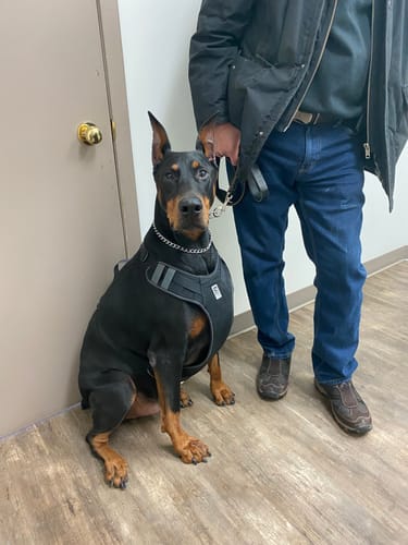 Customer photo review of Freezbox - Super Tough Treat Toy