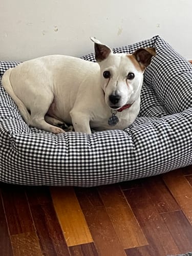 Customer photo review of Divanetto Cotone Vichy Navy