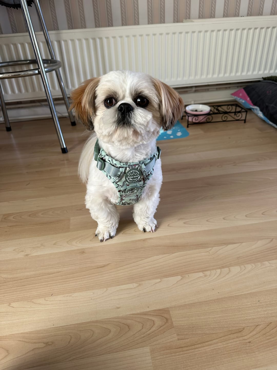 Customer photo review of Tough Trails™ Harness - 100 Aker Wood