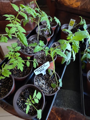 Customer photo review of Rainbow Blend Pole Cherry Tomato Seeds