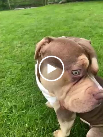 Customer video review of 4cm LIGHTER Combat® Collar | With Handle Rated Clip - Turquoise & Orange