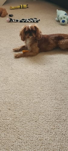 Customer photo review of PUMPKIN CHEW