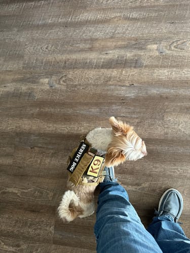 Customer photo review of Extra-Small Tactical Dog Harness (Fits Dogs 10-20 LBS)