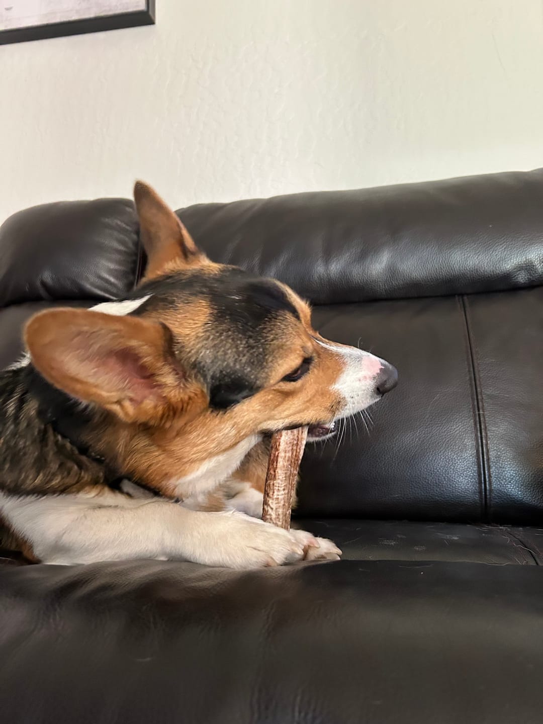 Customer photo review of Medium Elk Chew