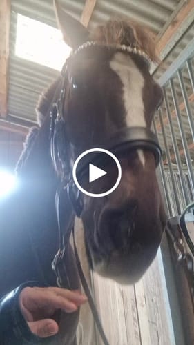 Customer video review of Harmony Bridle - anatomische gebisslose Trense mit Crystal Stirnband