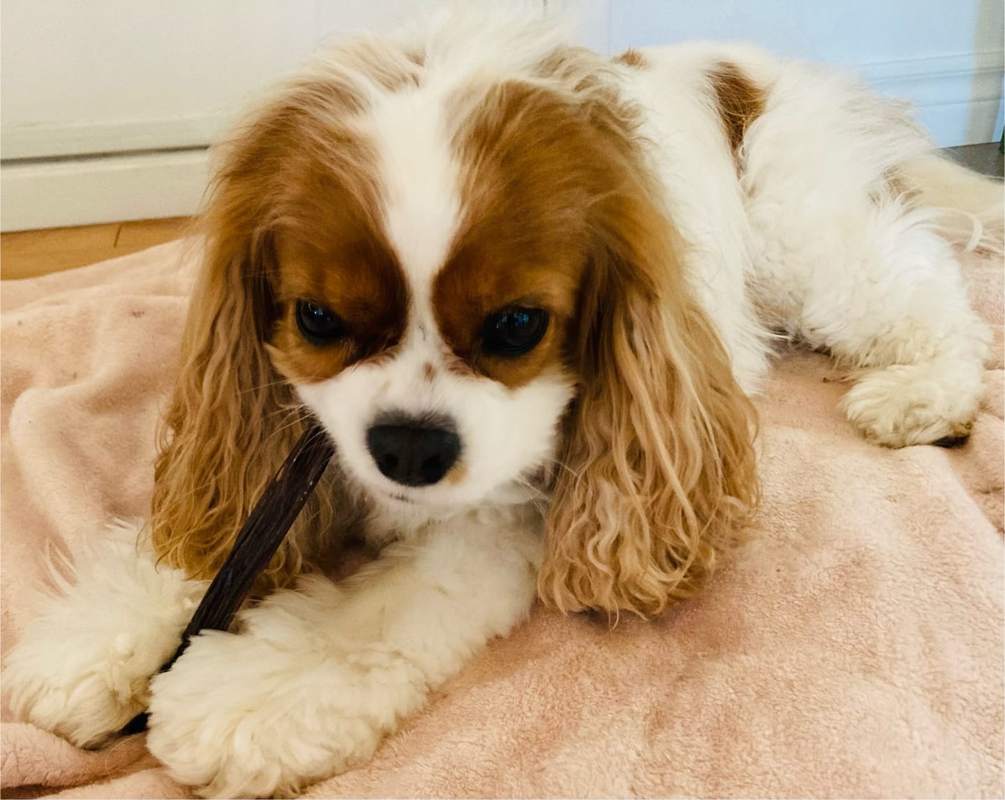 Customer photo review of 12 Inch Braided Jerky Stick