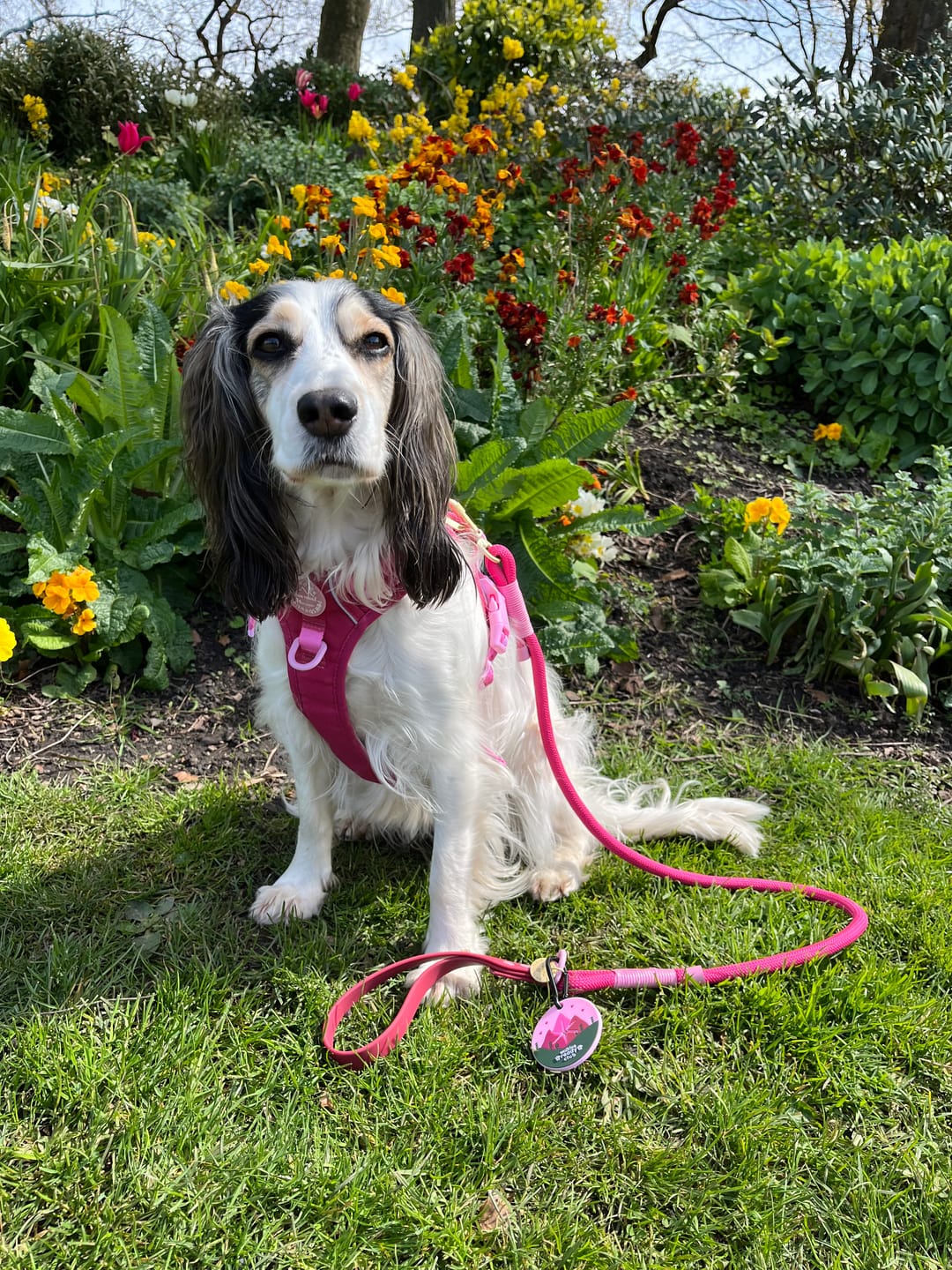Customer photo review of Tough Trails™ Harness - Walkies Ready® Raspberry Pink
