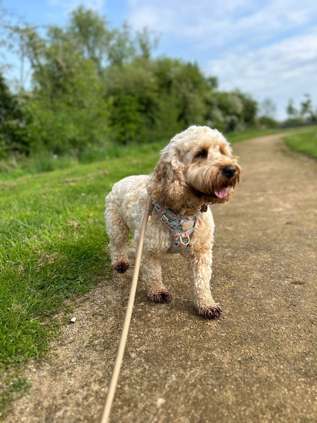 Customer photo review of Tough Trails™ Harness - Winnie The Pooh