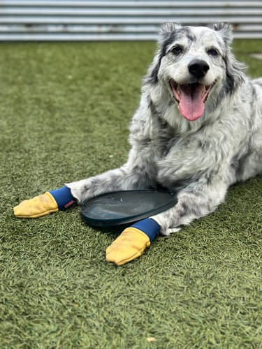 Customer photo review of Leather Dog Booties - Doccasins - 1 pair