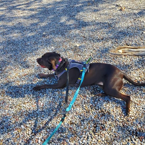 Customer photo review of FIDA No Pull Harness