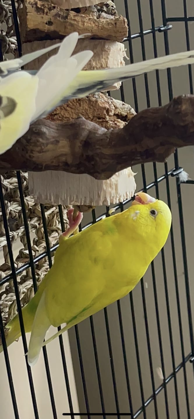 Customer photo review of Balsa & Cork Stack by Cheep Thrills Bird Toys