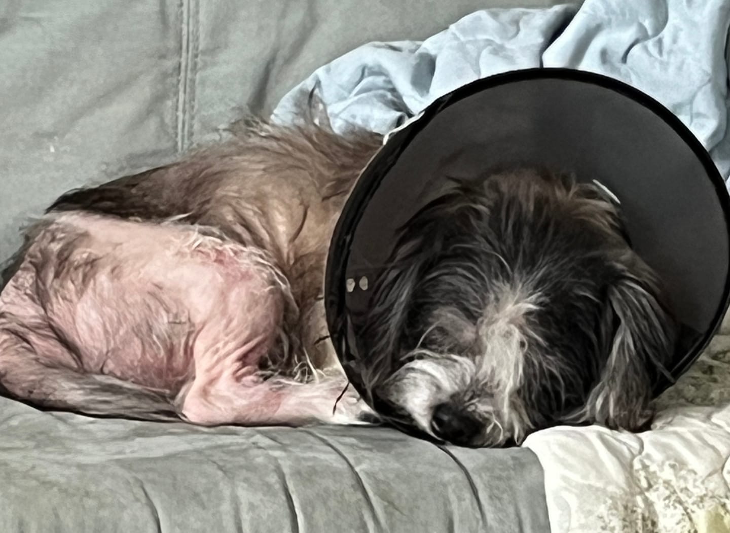 Customer photo review of Ear Infection & Itch Relief Treatment for Dogs and Cats