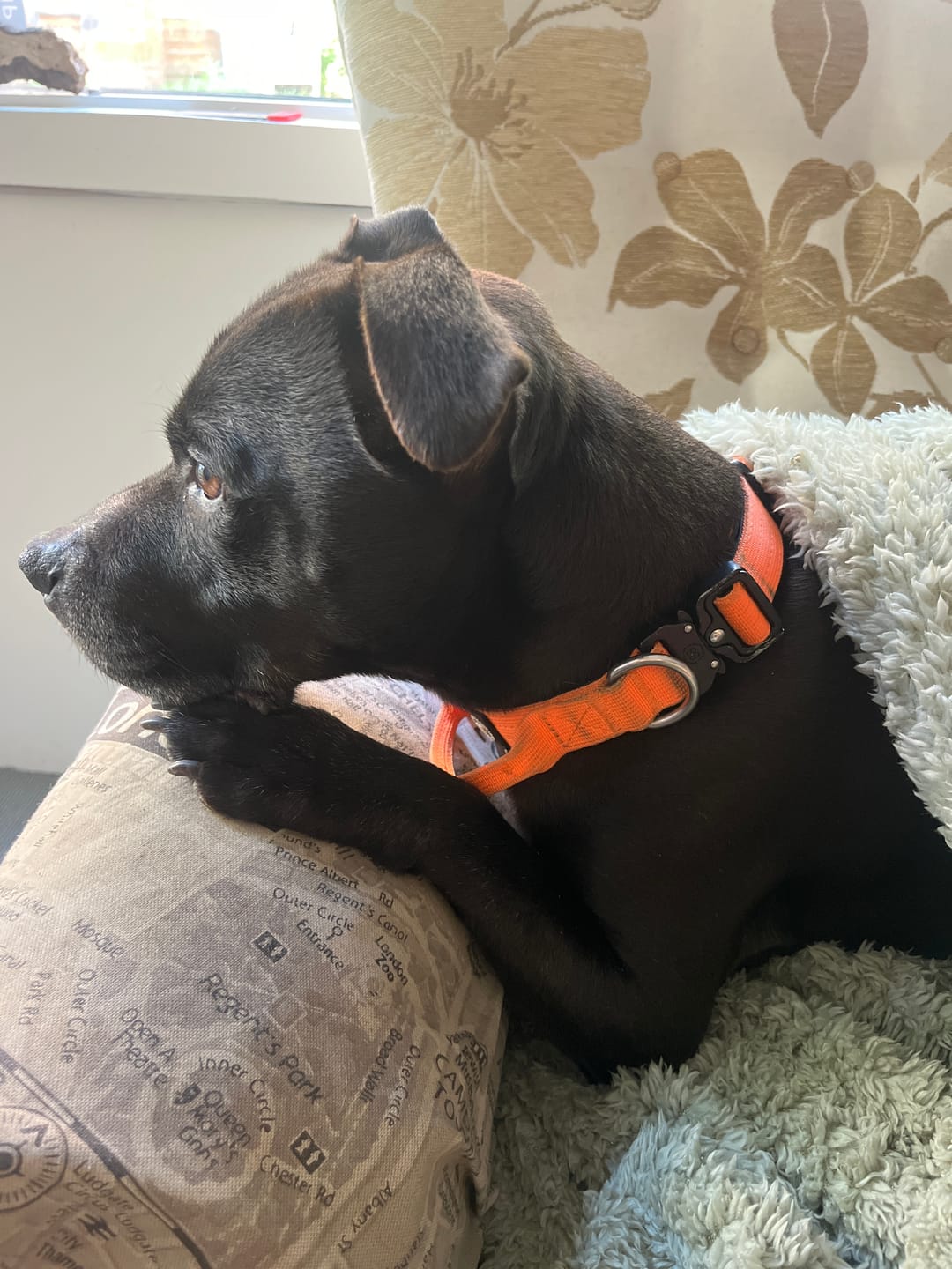 Customer photo review of 2.5cm Combat® Collar | With Handle & Rated Clip - Orange v2.0