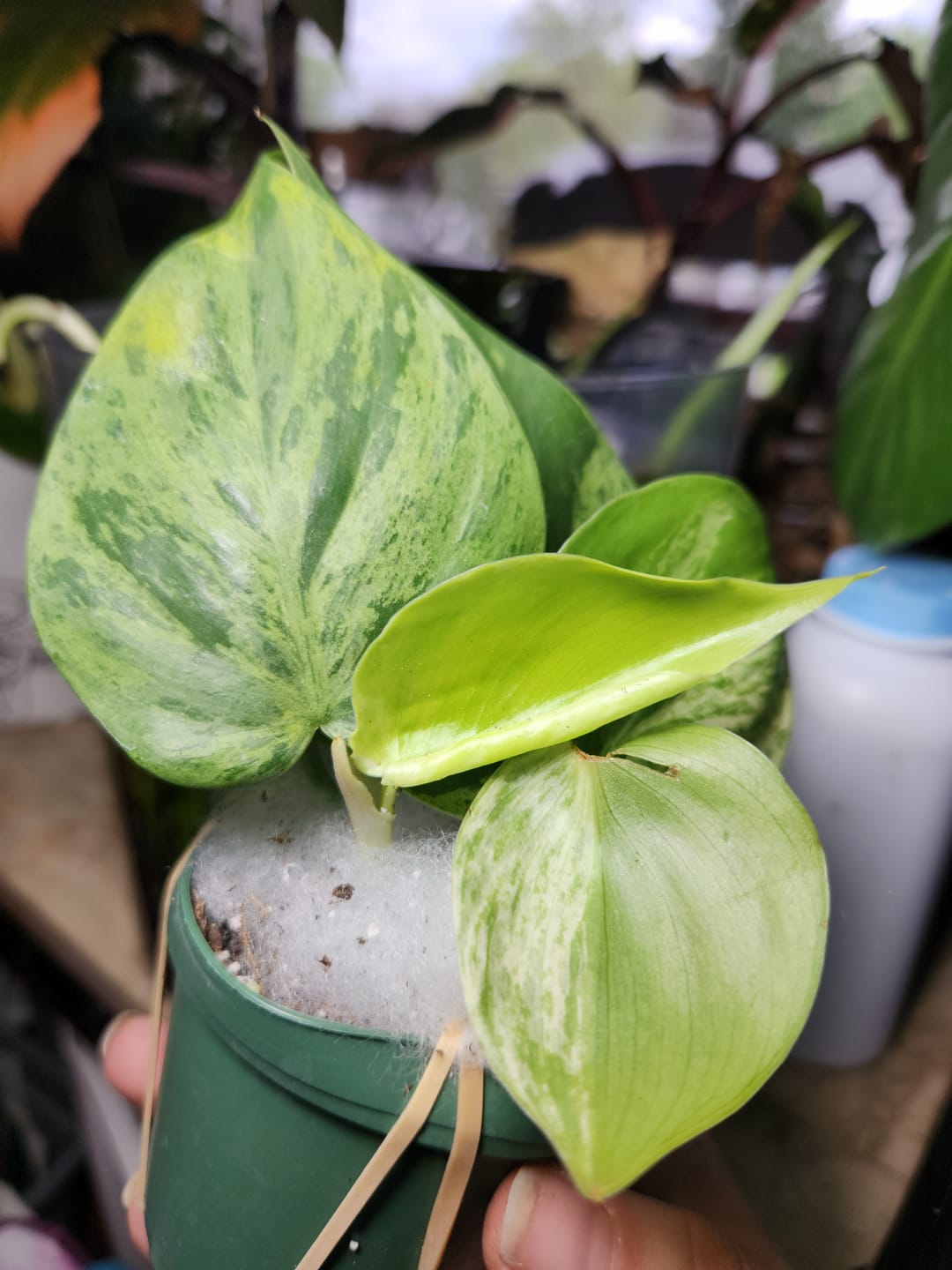 Customer photo review of Philodendron hederaceum variegata