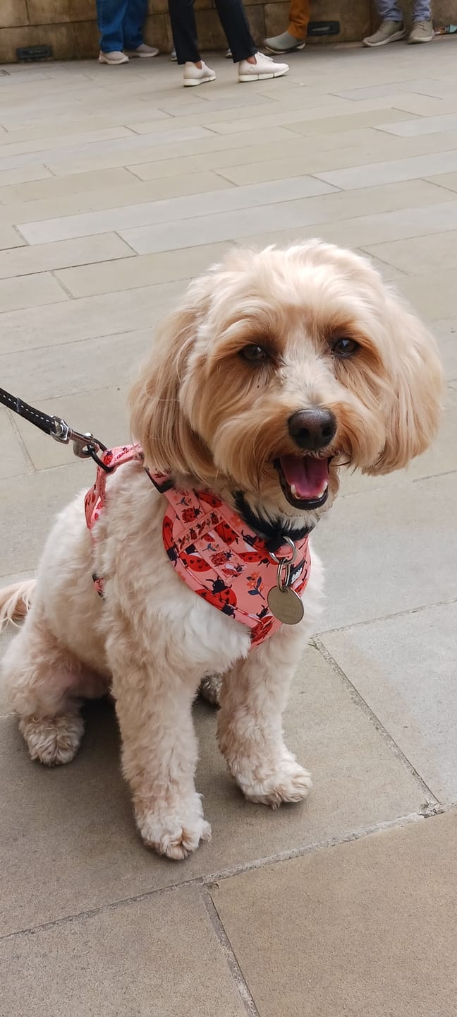 Customer photo review of Adjustable Dog Harness - Snug As A Lady Bug