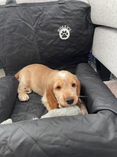 Customer photo review of Car Seat Cover