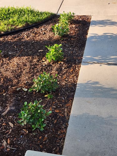 Customer photo review of Dwarf Clusia