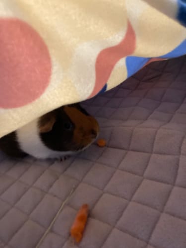 Customer photo review of Premium GuineaDad Liner