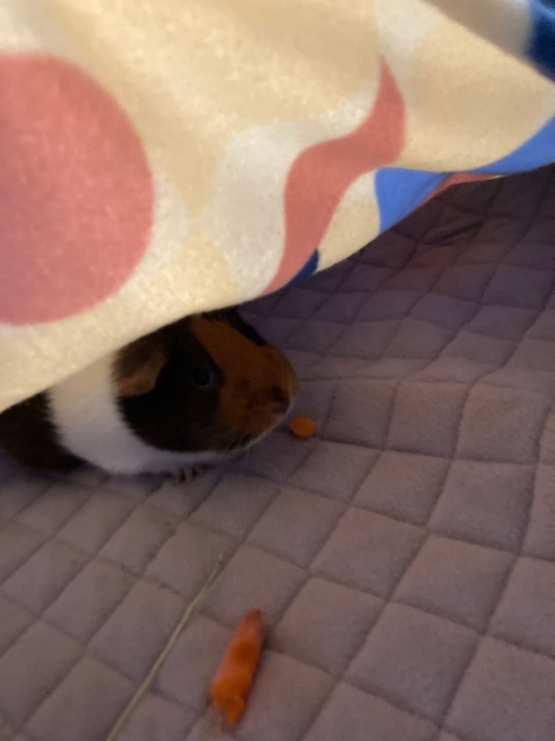 Customer photo review of Premium GuineaDad Liner