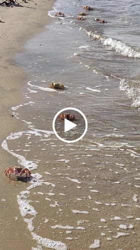 Customer video review of Ellen - Stivali invernali da donna