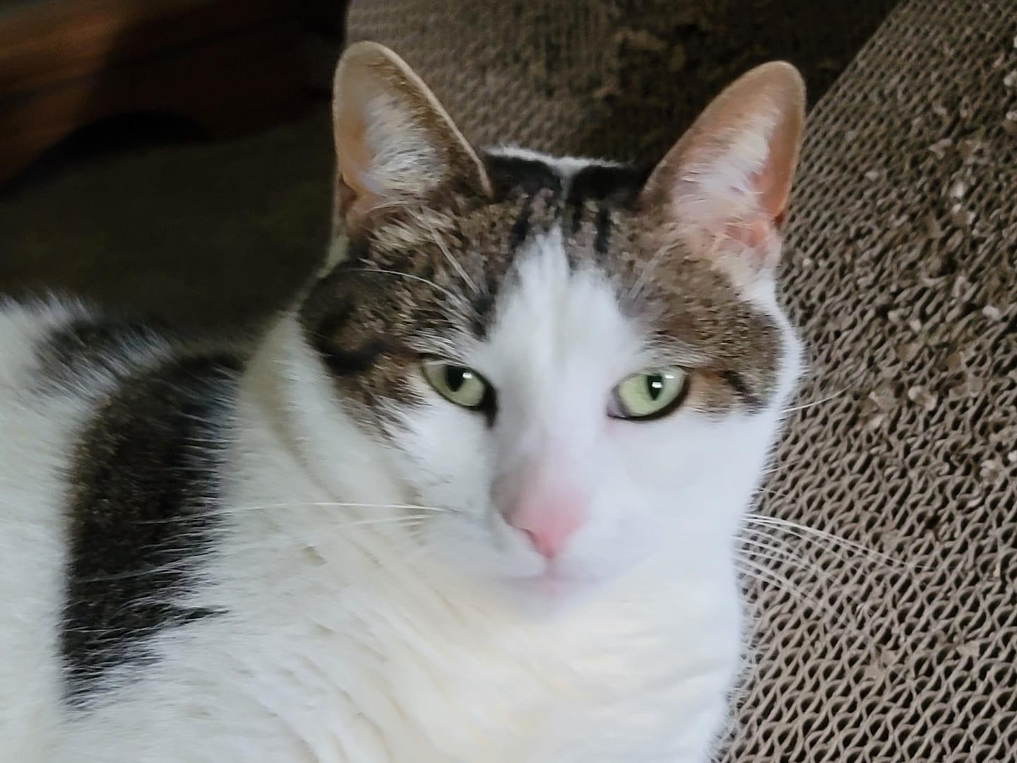 Customer photo review of Natural Cat UTI & Kidney Remedy - Reduces Infections and Supports Optimal Bladder Function