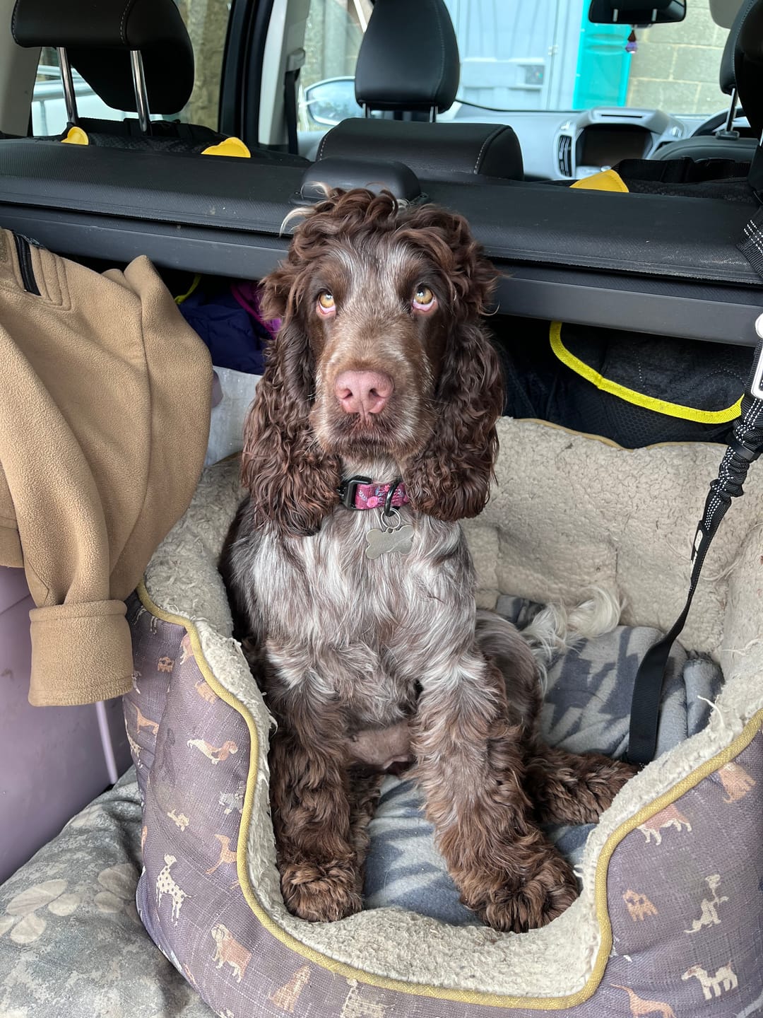 Customer photo review of Collar - Mable's Meadow