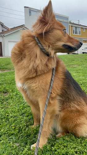 Customer photo review of FIDA Durable Slip Lead